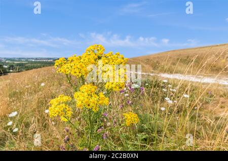 Séneçon commun (AKA Senecio jacobaea, Jacobaea vulgaris, Willie puant, Benyon's delight) dans un champ à la campagne en été, au Royaume-Uni. Banque D'Images