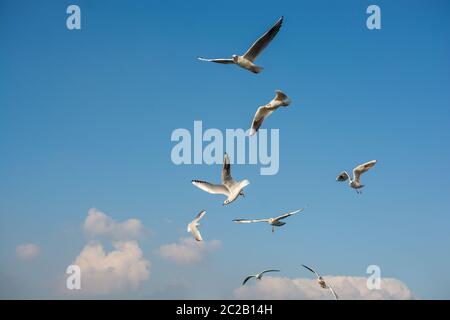Seagull flying in sky. Seagull flying sky comme concept de la liberté Banque D'Images