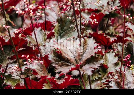 Heuchera 'Black Taffeta' Heuchera feuilles sombres Heucheras feuillage noir jardin plantes vivaces Hardy June Coral Bells Alumroot Coralbells Alum Root Banque D'Images