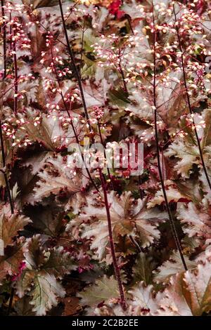 Feuilles foncées profondes Heuchera 'Black Taffeta' Dark Heuchera Feuchera jardin plantes vivace Hardy plantes vivace June Heucheras Coral Bells Alumroot Coralbells Banque D'Images