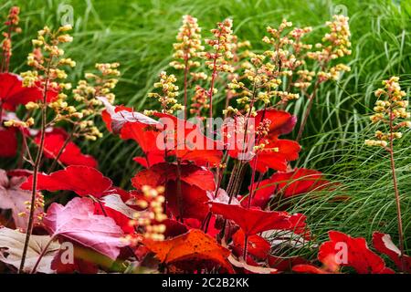 Heuchera 'Blondie' Little Cutie Series Heuchera Flowers Garden Bed Heucheras feuilles rouges Heuchera Flowering Plant Coral Bells Alumroot Alum Root Banque D'Images