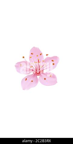 3D réaliste romantique sakura fleur de cerisier de médias sociaux couverture. Met en évidence le modèle d'arrière-plan blanc isolé des histoires. Cadeau de Saint-Valentin amour datant Illustration de Vecteur