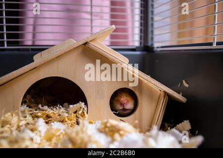 Hamster syrien endormi poking nez à travers la fenêtre de la maison en bois leur cage Banque D'Images