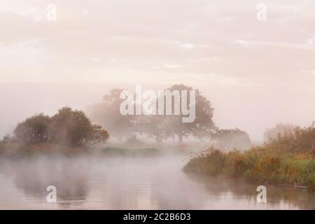 Matin d'automne brumeux sur une rivière. Les bois de chêne sur un pré vert. Paysages colorés spectaculaires. L'aube sur une berge. Banque D'Images