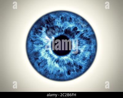 iris bleu Banque D'Images