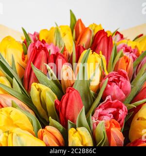 Gros plan de tulipe orange avec tulipes jaunes et rouges. Fond de bouquet de printemps de fleur Banque D'Images