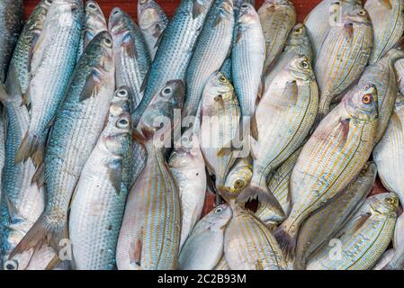 Poisson frais au marché de la Vucciria à Palerme, Sicile Banque D'Images