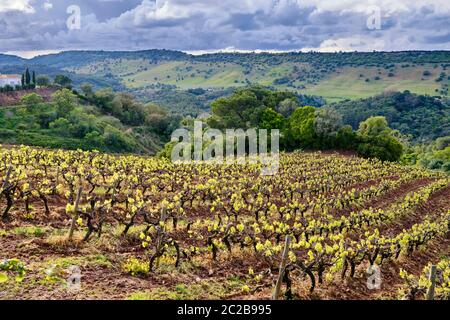 Vignobles dans le Parc naturel d'Arrabida. Palmela. Portugal Banque D'Images