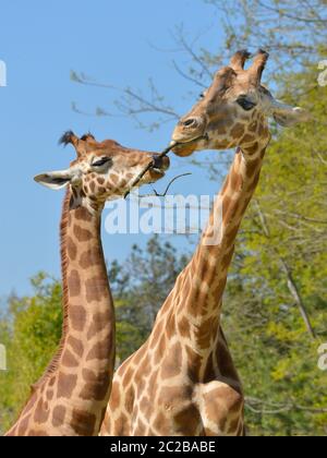 Deux girafes avec une branche Banque D'Images