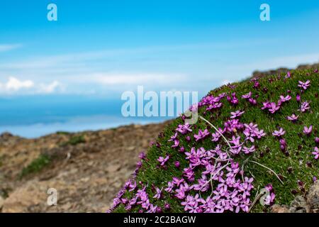 Silene acaulis fleuris sur les pentes du mont Gordon Lyon Banque D'Images