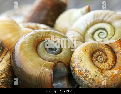 Escargots décoratifs posthorn Planorbius corneus de Federsee Banque D'Images