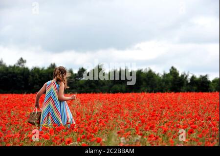 Un champ de coquelicots dans les Cotswolds à Condicote près de Stow-on-the-Wold. La mer de rouge a attiré les familles à venir prendre des photos Banque D'Images