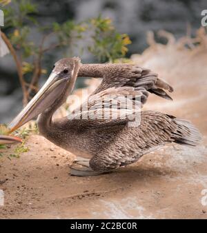 Pélican brun posant pour la caméra dans les falaises de la Jolla, Californie gros plan Banque D'Images