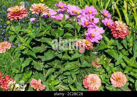 Fragment d'un jardin de fleurs composé de différentes fleurs Banque D'Images