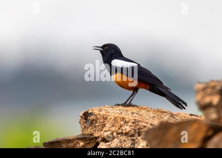 Falaise Moqueur chat sur les maisons en bois rond. Falaise, Moqueur chat, cinnamomeiventrid Thamnolaea est percher sur stone à Gondar, en Éthiopie, en Afrique la faune Banque D'Images