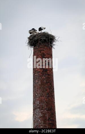 un couple de cigognes dans leur nid sur une cheminée Banque D'Images