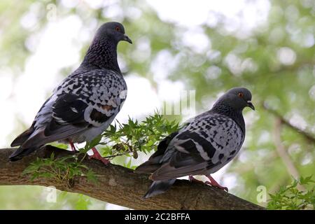 Deux pigeons de ville sur un arbre de parc Banque D'Images