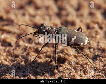 Macro Dune coléoptère de sable Cicindela hybrida vom Saugfergbuckel à Walldorf Banque D'Images