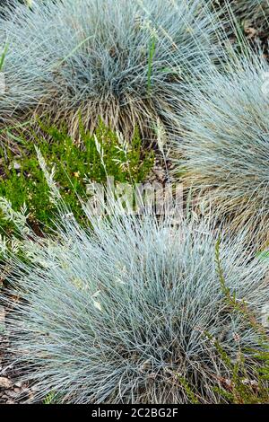 Fétuque bleue Festuca glauca 'Azurit' herbes ornementales bleues Banque D'Images