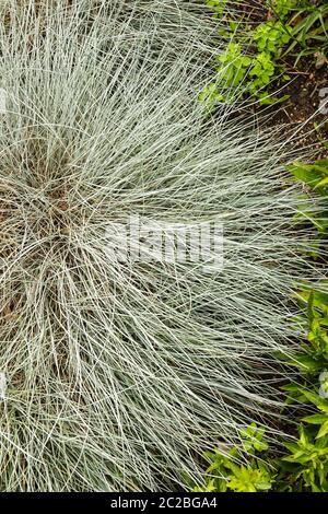 Fétuque bleue Festuca glauca 'Elijah Blue' Banque D'Images