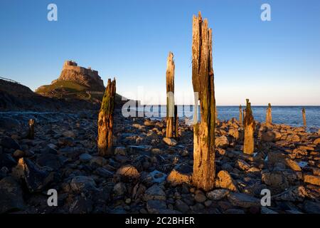 Poteaux en bois de l'ancienne jetée sous le château de Lindisfarne en soirée, Lindisfarne (île Sainte), Northumberland, Angleterre, Royaume-Uni, Europe Banque D'Images