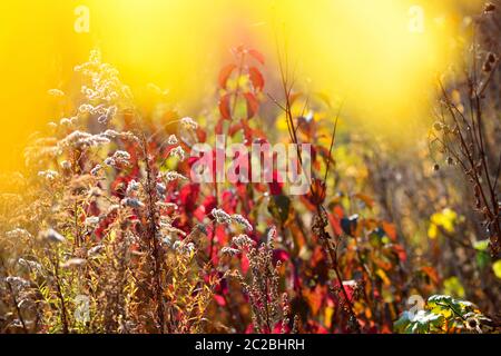 Houghton (Solidago canadensis) avec les graines sèches de l'automne dans un pré. Automne fond. Banque D'Images