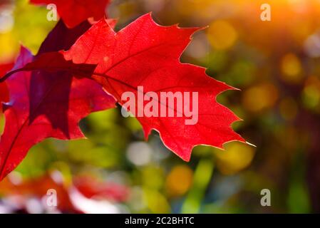 Magnifique arrière-plan d'automne avec des feuilles de chêne Banque D'Images