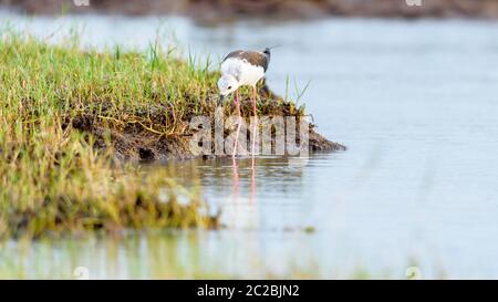 Black-winged stilt bird Banque D'Images