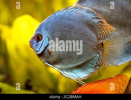 Portrait d'un des poissons de disque Banque D'Images