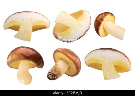 Jack glissante de champignons (Suillus luteus) organes de fruits coupés en deux et ensemble, isolés Banque D'Images