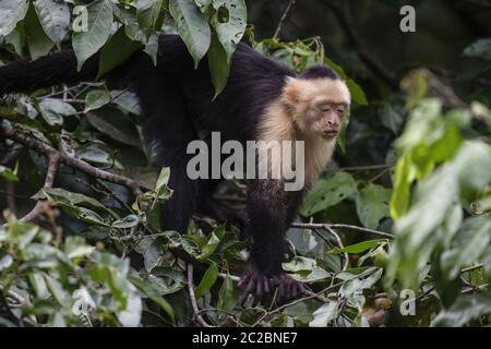 Singe Capuchin à gorge blanche, Cebus capucinus, Cebidae, Sierpe River, Sierpe, Costa Rica, Centroamerica Banque D'Images