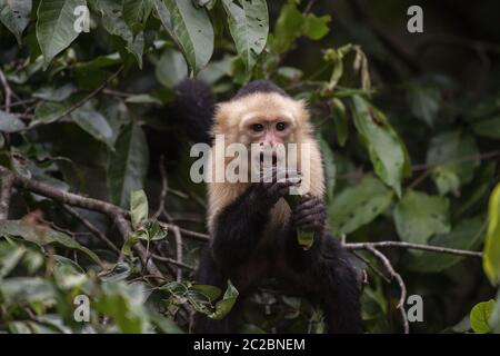 Singe Capuchin à gorge blanche, Cebus capucinus, Cebidae, Sierpe River, Sierpe, Costa Rica, Centroamerica Banque D'Images