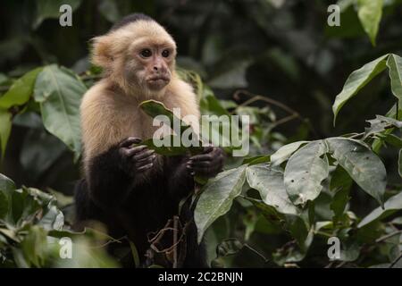 Singe Capuchin à gorge blanche, Cebus capucinus, Cebidae, Sierpe River, Sierpe, Costa Rica, Centroamerica Banque D'Images