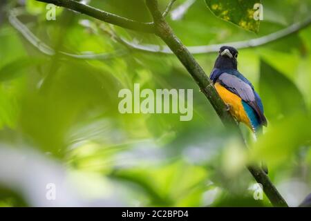 Mâle de Trogon Garbtered (Trogon caligatus) perché sur la branche. Rivière Puerto Viejo. Province de Heredia. Costa Rica. Banque D'Images