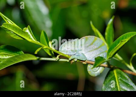 Calumma parsonii, Parsons chameleon, grande espèce de caméléon sur petite branche en attente d'insecte. Photo nocturne. National Analamazaotra Andasibe - Banque D'Images