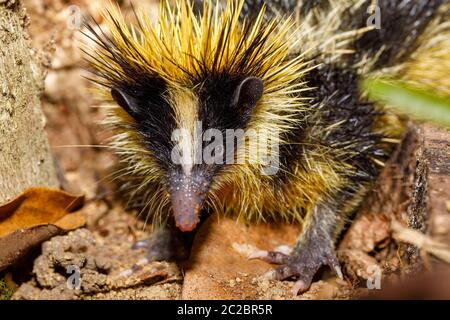 Animaux endémiques, le Tenrec ecaudatus tenrec sans queue, également connu sous le nom de la politique le tenrec. La photo en gros plan. La faune de Madagascar Banque D'Images