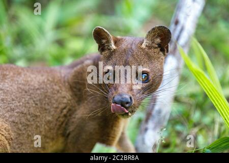 Madagascar, prédateur ,Fossa Cryptoprocta ferox, félins, mammifère carnivore endémique à Madagascar, les lémuriens Fossa. Vakona Andasibe, Secteur Rese Banque D'Images