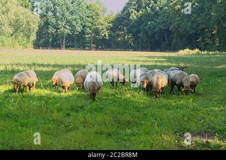 un troupeau de moutons de renard de coburg sur un pré Banque D'Images