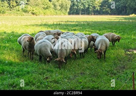 un troupeau de moutons de renard de coburg sur un pré Banque D'Images