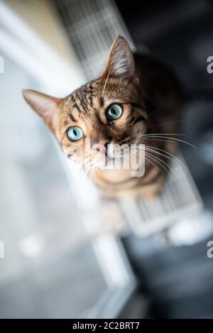 vue en grand angle portrait d'un tabby brun repéré mendiant chat assis sur radiateur à côté de fenêtre regardant vers le haut Banque D'Images
