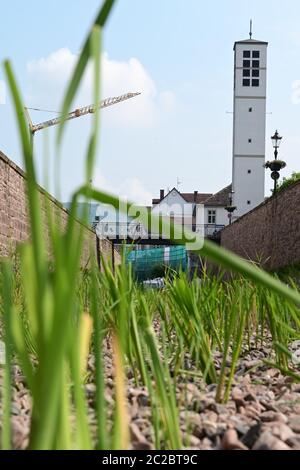Bad Karlshafen, Allemagne. 17 juin 2020. De jeunes plantes aquatiques dépassent du lit de gravier du canal de dérivation du bassin du port de Bad Karlshafen, en arrière-plan l'église Stephanus. Avec la campagne de plantation dans l'entrée vide du Diemel au bassin, la ville de North Hessian veut maîtriser le problème des algues de son nouveau port. Credit: Uwe Zucchi/dpa/Alay Live News Banque D'Images