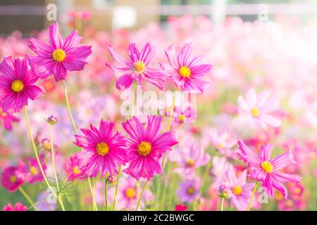 Soft, selective focus de Cosmos, l'arrière-plan flou pour fleurs, plantes colorées Banque D'Images