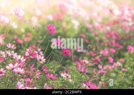 Soft, selective focus de Cosmos, l'arrière-plan flou pour fleurs, plantes colorées Banque D'Images