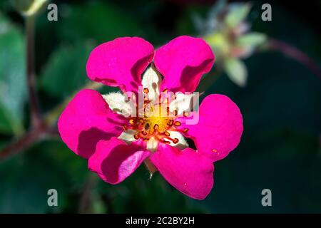 Fragaria x ananassa 'sba' un hybride de fraises rouges ornemental cultivé principalement comme une plante de fleur plutôt que pour ses baies Banque D'Images