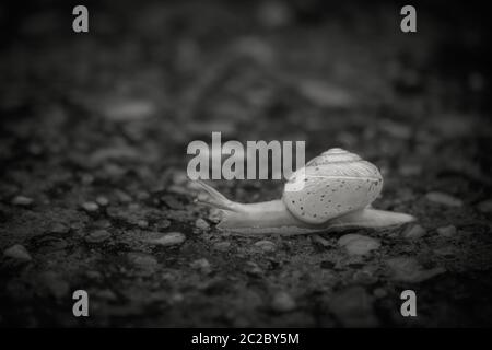 Balades de l'escargot en noir et blanc. Banque D'Images