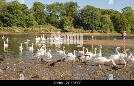 Une femme qui regarde un bon nombre de Cygnes muets sur la Tamise à Old Isleworth, Londres, Royaume-Uni Banque D'Images