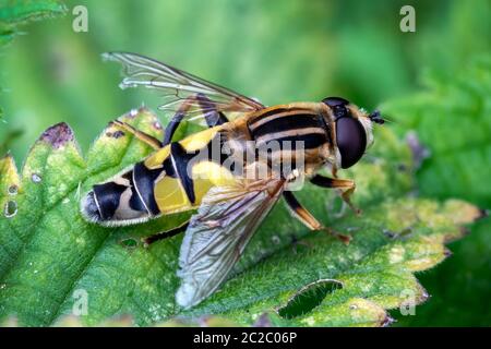 Hoverfly (Helophilus pendulus) espèce commune de vol d'insectes trouvée au Royaume-Uni et communément appelée mouche du soleil Banque D'Images