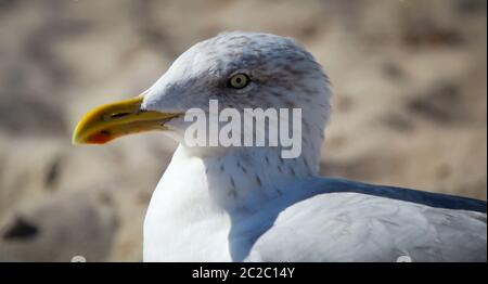 Une mouette sur la plage de la mer Baltique Banque D'Images