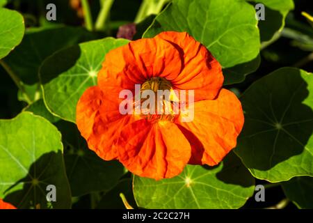 Naturtium ou Tropaeolum orange plante florale estivale au printemps Banque D'Images