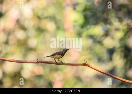 Souimanga à dos olive, souimanga à ventre jaune sur un arbre Banque D'Images